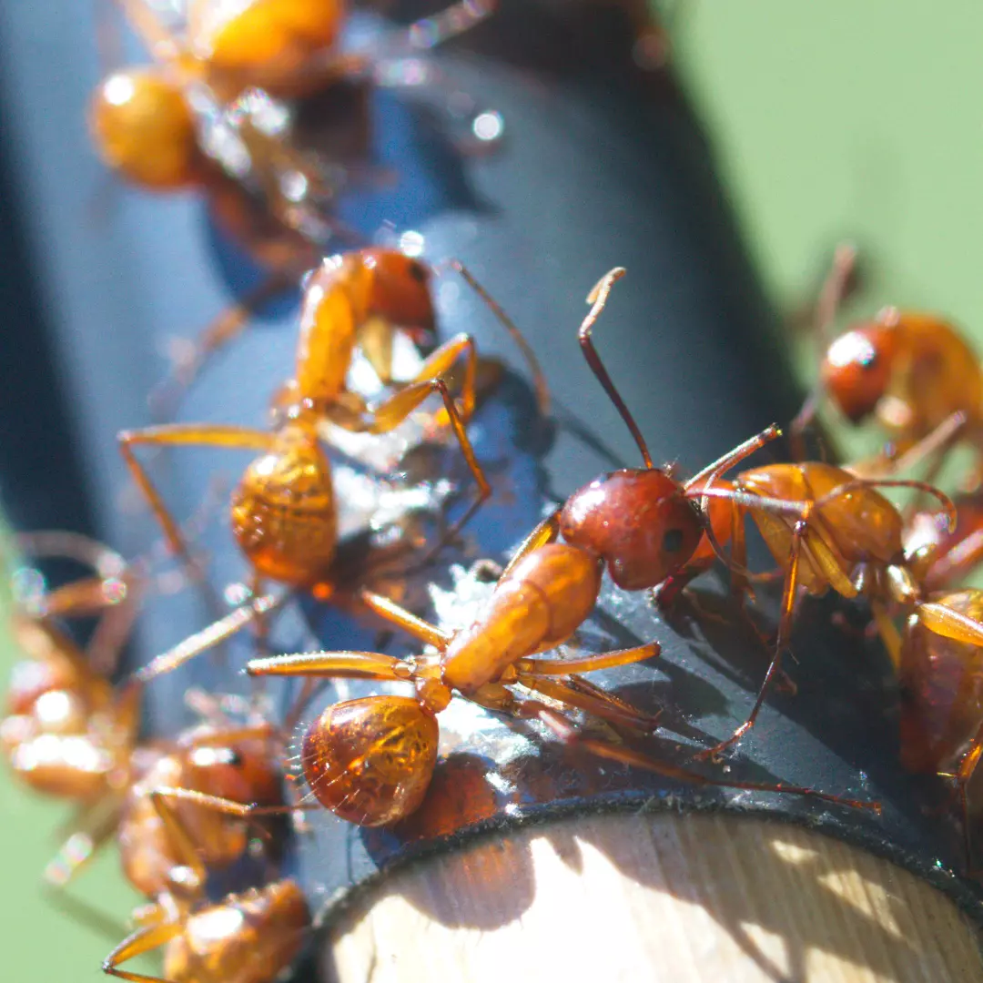 Éradiquer les Fourmis de Feu Efficacement