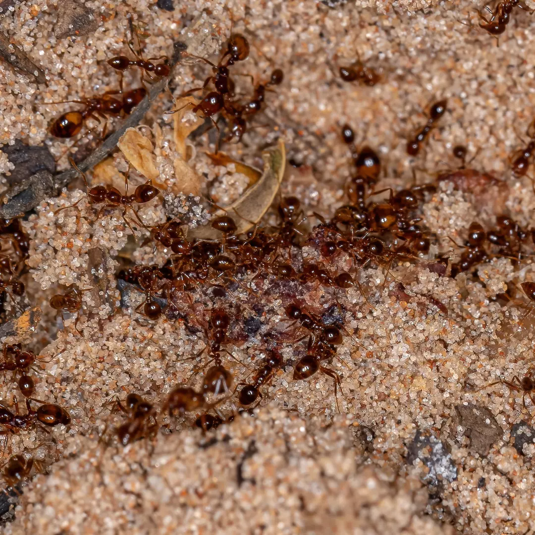 L’invasion silencieuse des fourmis de feu en territoire européen