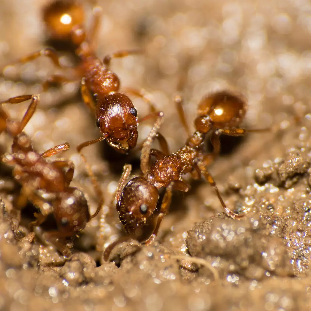 Sécurisez votre maison face à l’invasion des fourmis de feu