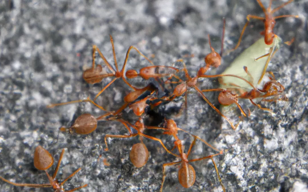 fourmis de feu vs autres espèces de fourmis