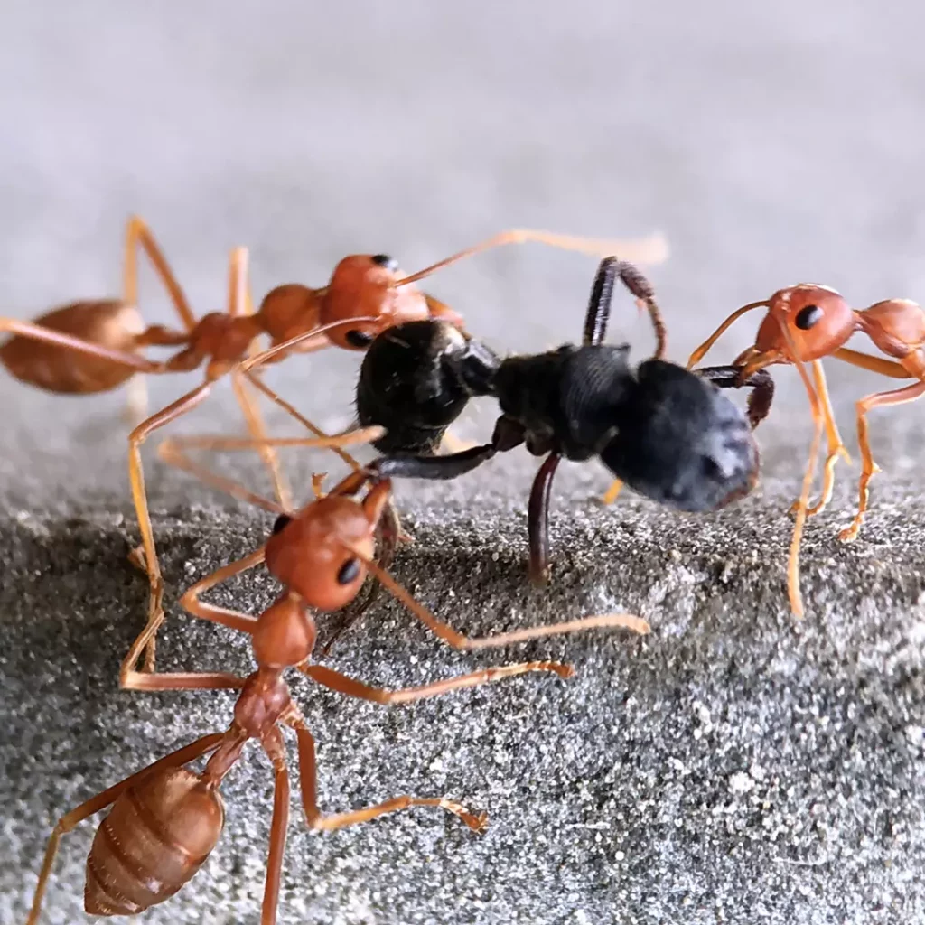 fourmis de feu