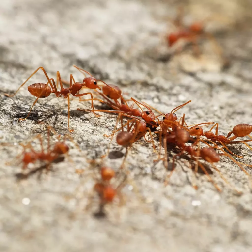 fourmis de feu